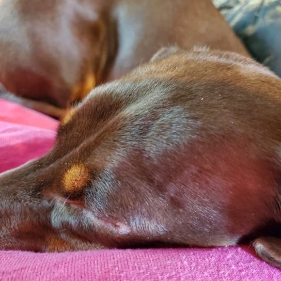 heathersdoxies